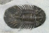 Bargain, Scabriscutellum Trilobite - Morocco #142180-2